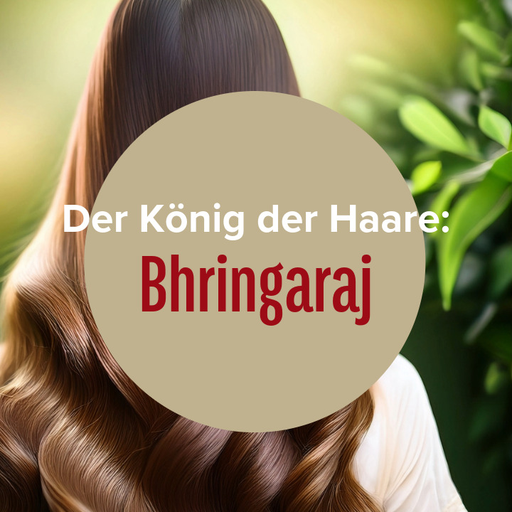 König der Haare: Ayurveda Kraut Bhringaraj