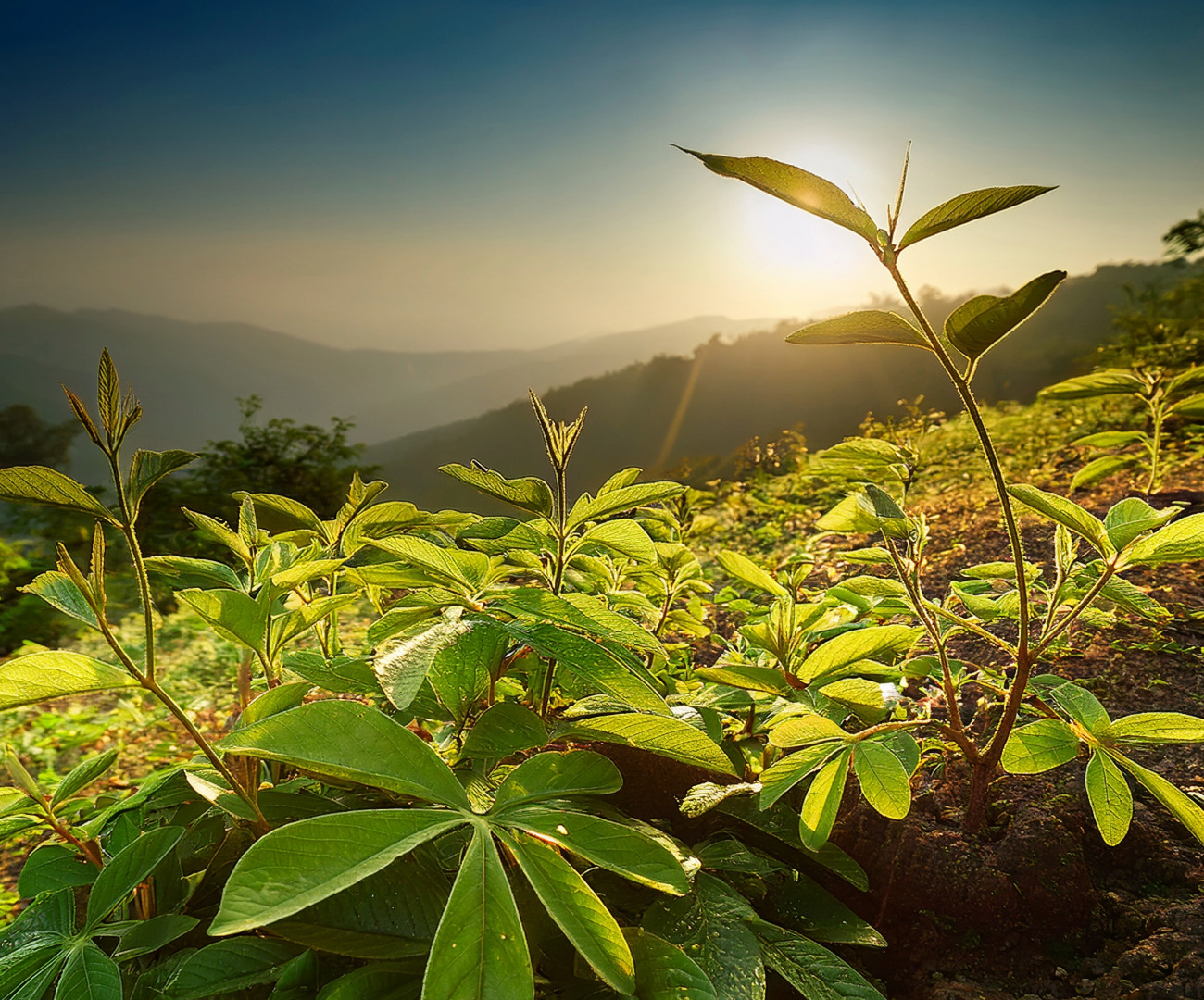 Bhringaraj König der Haare Ayurveda gegen Haarausfall